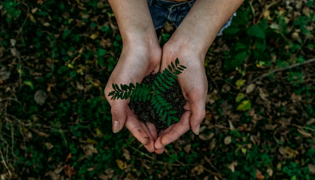Himalayan tree plantation and environmental conservation